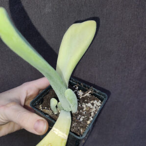 Kalanchoe luciae 'Oricula'( его же продают как Kalanchoe thyrsiflora Вaby finger)