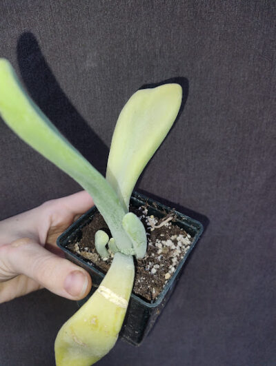 Kalanchoe luciae 'Oricula'( его же продают как Kalanchoe thyrsiflora Вaby finger)