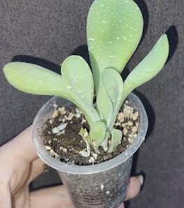 Kalanchoe luciae 'Oricula'( его же продают как Kalanchoe thyrsiflora Вaby finger)