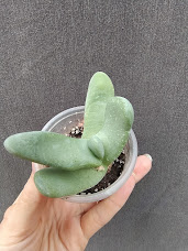 Glottiphyllum oligocarpum steytlerville