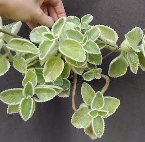 plectranthus amboinicus variegata великий лист, рожевіє на сонечку