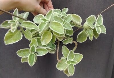 plectranthus amboinicus variegata великий лист, рожевіє на сонечку