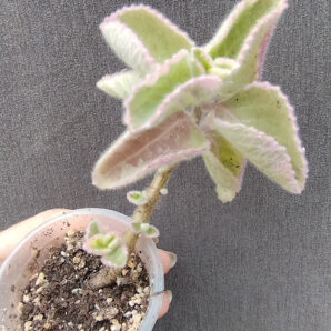 plectranthus amboinicus variegata великий лист, рожевіє на сонечку