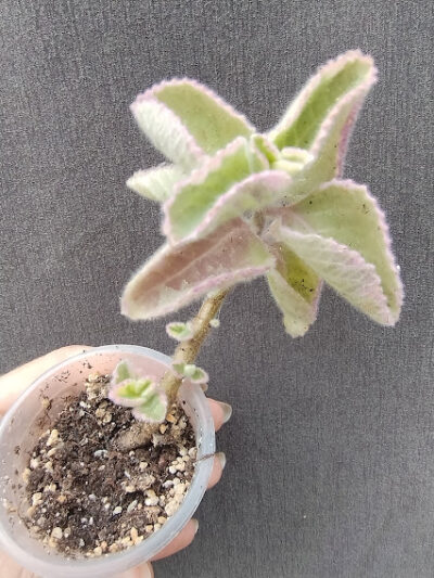 plectranthus amboinicus variegata великий лист, рожевіє на сонечку