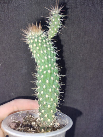opuntia fulgida cristata/monstosa молода рослина - Зображення 2