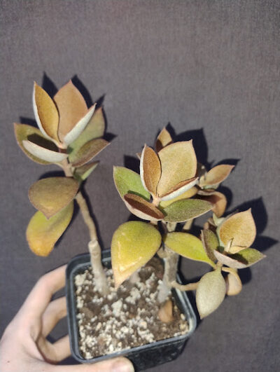 Kalanchoe orgyalis (Copper Spoons) - Зображення 2