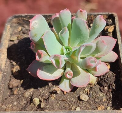 Echeveria trumpet pinky - Зображення 2