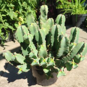 Euphorbia Resinifera)