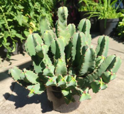 Euphorbia Resinifera)