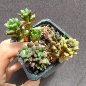 Anacampseros retusa