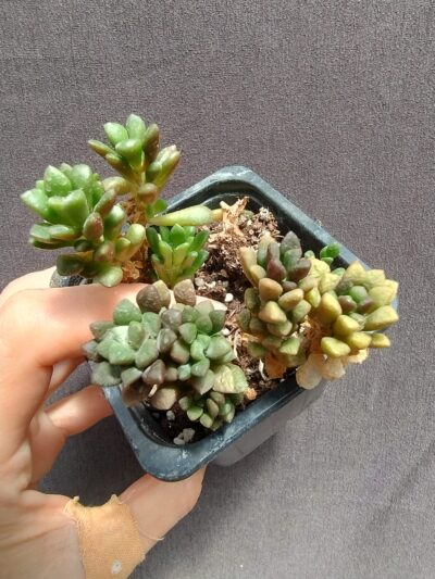 Anacampseros retusa