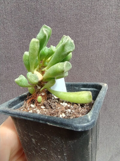 Adromischus alveolatus - Зображення 2