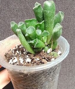 Adromischus alveolatus