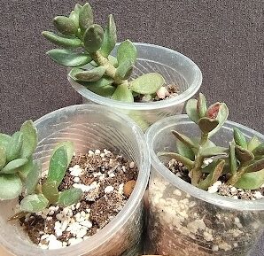 Adromischus hemisphaericus