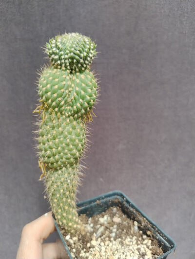 opuntia fulgida cristata/monstosa молода рослина - Зображення 2