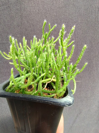 Rhipsalis Cassutha Gaertner - Зображення 2