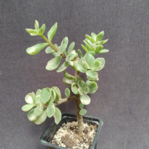 Portulacaria Afra Variegata