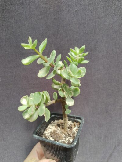 Portulacaria Afra Variegata