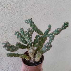 Tephrocactus pentlandii v. fauxianus (id ?) сегмент