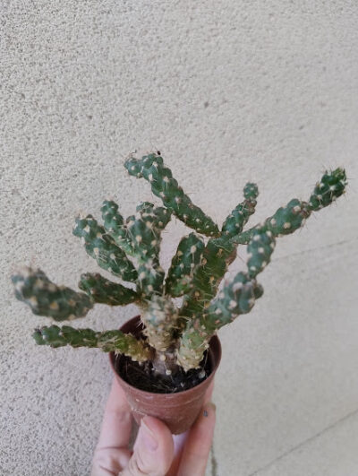 Tephrocactus pentlandii v. fauxianus (id ?) сегмент