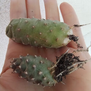 Tephrocactus articulatus var Inermis