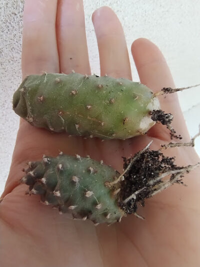 Tephrocactus articulatus var Inermis