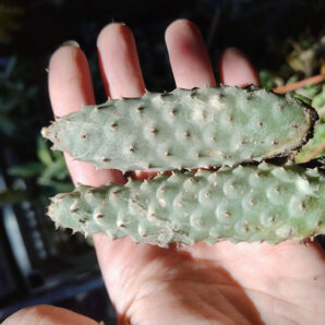 Tephrocactus articulatus var Inermis
