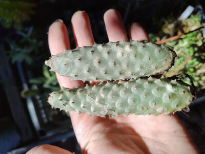 Tephrocactus articulatus var Inermis