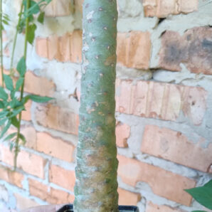 Tephrocactus articulatus var Inermis