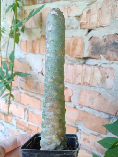 Tephrocactus articulatus var Inermis