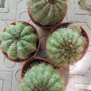 NOTOCACTUS OTTONIS
