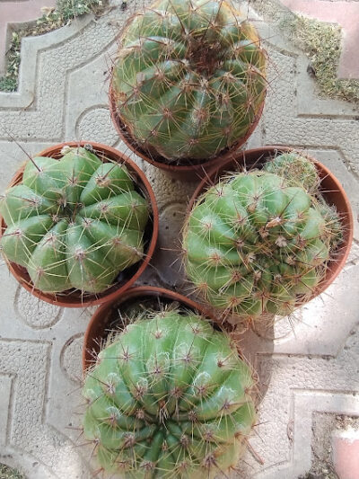 NOTOCACTUS OTTONIS