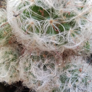 mammillaria bocasana v. multilanata(жовта) дітка