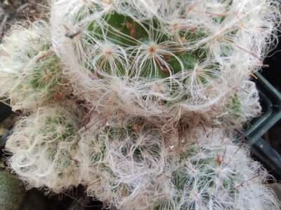mammillaria bocasana v. multilanata(жовта) дітка