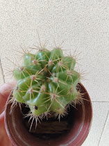 echinopsis calochlora