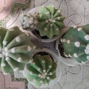 echinopsis subdenudata