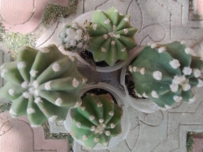 echinopsis subdenudata
