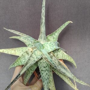 Aloe hybrid без коренів