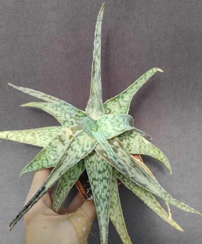 Aloe hybrid без коренів