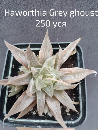 haworthia Grey Ghoust