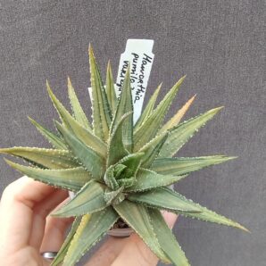 haworthia subattenuata cv norifu-kinjo pale yellow form