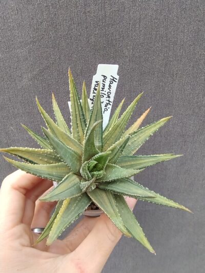 haworthia subattenuata cv norifu-kinjo pale yellow form
