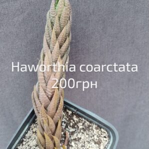 Haworthia coarctata