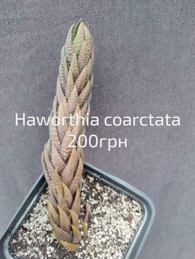 Haworthia coarctata