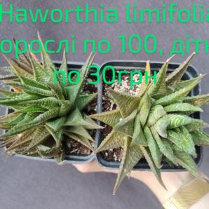 haworthia limifolia