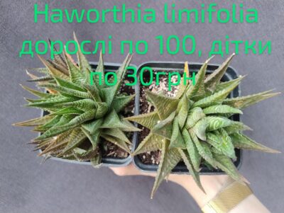 haworthia limifolia дітка