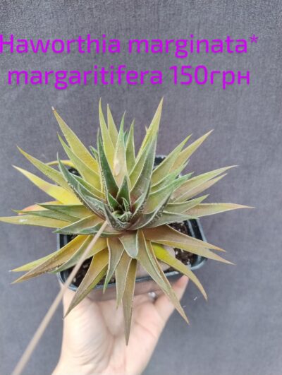 haworthia marginata* margaritifera діаметр не менше 10см - Зображення 2