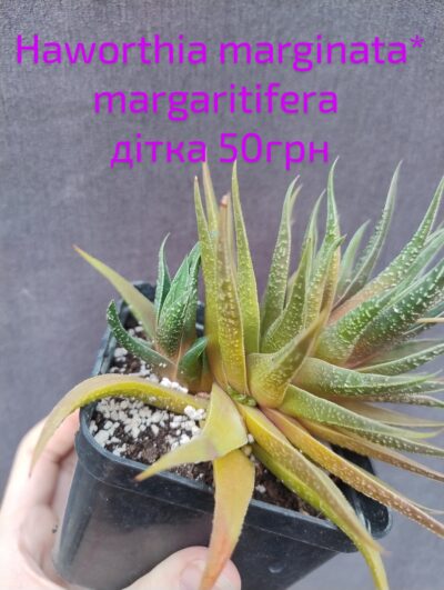 haworthia marginata* margaritifera дітка - Зображення 2
