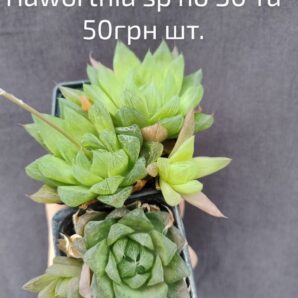 haworthia sp