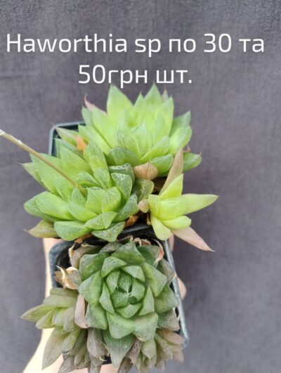 haworthia sp